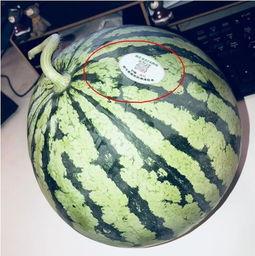 酒店网红吃瓜,揭秘幕后真相与网络热议