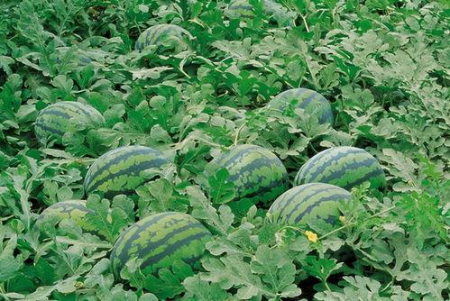 平邑网红吃瓜群微信群号,微信群号背后的故事与魅力